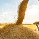 How to Choose the Right Fertilizer