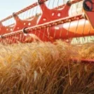 A Case Study in Crop Success