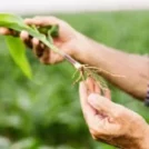 Organic vs. Hybrid: What to Know